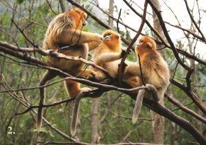Les Estivales à Pairi Daiza