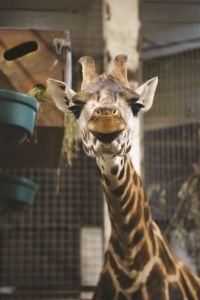 Une jeune Girafe de Rothschild accueillie à Pairi Daiza