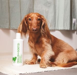 Shampoing pour chien 
